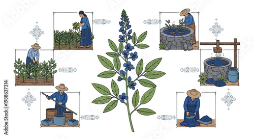 Traditional indigo dye extraction process step by step illustration