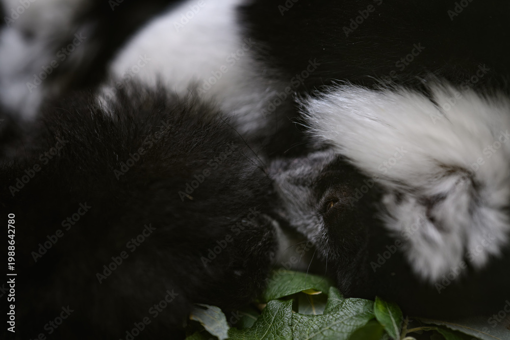 Fototapeta premium Close-up of a dozing black-and-white ruffed lemur's head on green leaves.