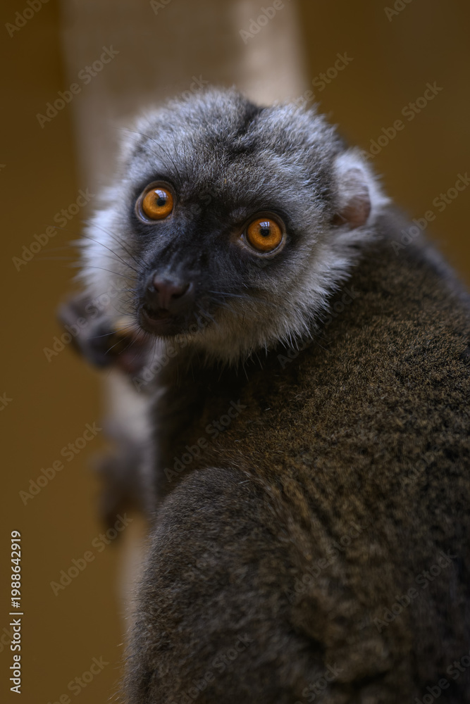 Fototapeta premium Close-up of a white-fronted brown lemur's face.