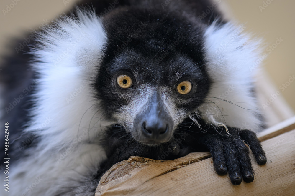 Fototapeta premium Portrait of a black-and-white ruffed lemur's head.