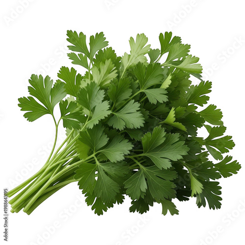 Fresh bunch of parsley with vibrant green leaves and stems isolated on transparent background
