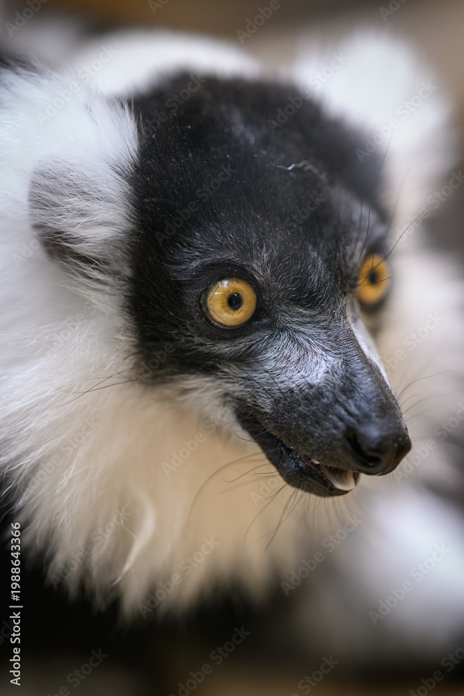 Fototapeta premium Portrait of a black-and-white ruffed lemur's head.