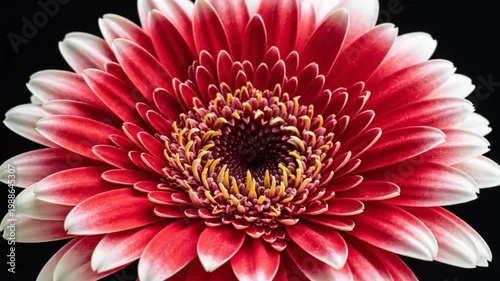 Time-lapse of a red and white gerbera daisy blooming and opening against a black background