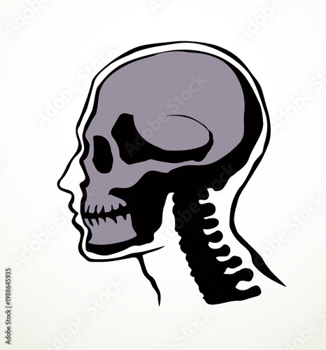 Vector drawing. Skull and neck bones