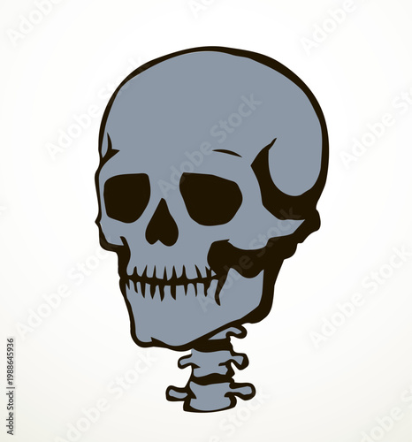 Vector drawing. Skull and neck bones