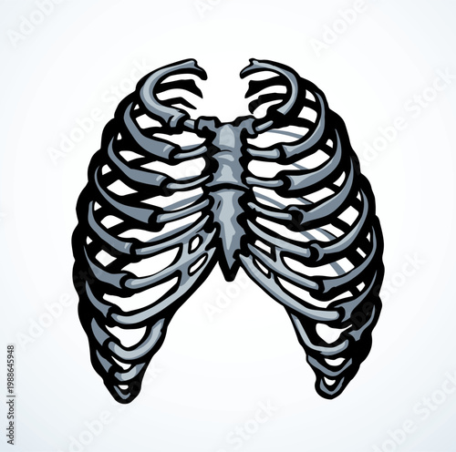 Vector drawing. Thorax and ribs