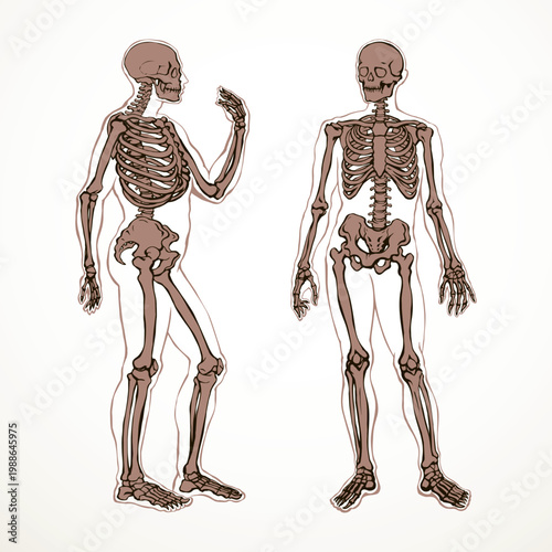 Human skeleton. Vector schematic drawing