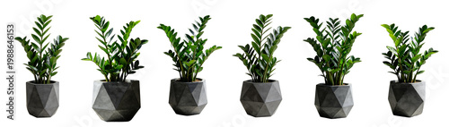 ZZ Plant Zamioculcas Waxy Emerald Green Leaves Transparent Background (Set 1)