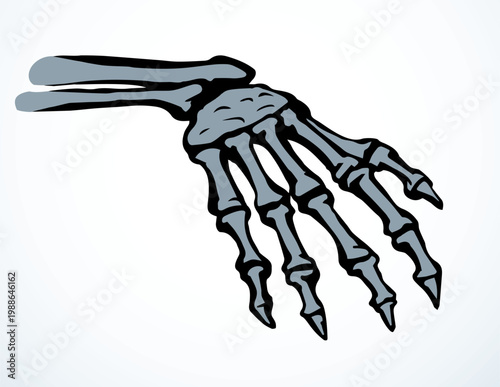Vector drawing. Bones of the hand
