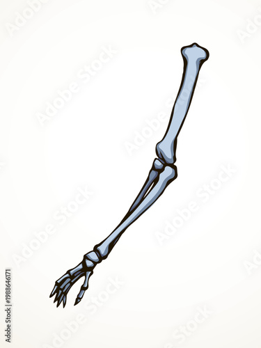 Vector drawing. Bones of the arm and shoulder