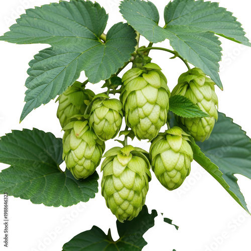 Fresh green hops growing on a plant with small leaves and clusters of buds isolated on transparent background