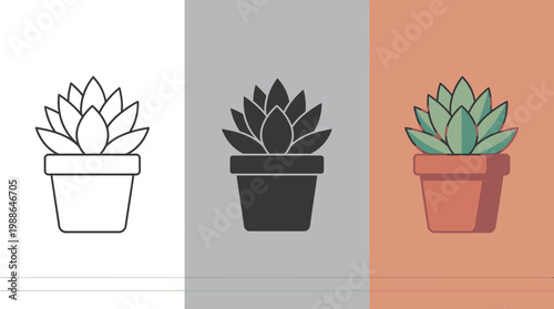 Succulent Plant in Three Color Variations