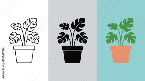 Monstera Plant in Different Colors and Styles