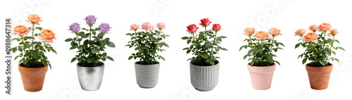Potted Salmon Red Rose Plant in Decorative Pot - Miniature Rose Collection 2