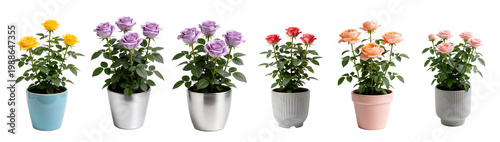 Potted Salmon Red Rose Plant in Decorative Pot - Miniature Rose Collection 4