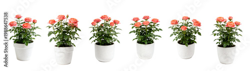 Potted Coral Peach Rose Plant in Speckled Pot - Miniature Rose Collection 1