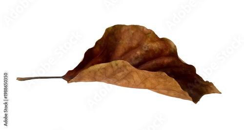 Bild auf Leinwand Curled dry brown leaf