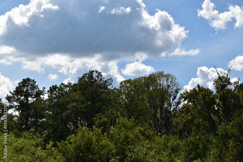 Fototapeta premium A minimalist view of the sky and trees.