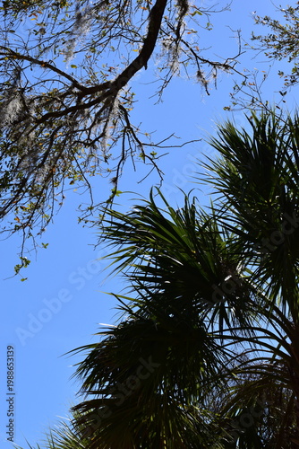 trees and sky