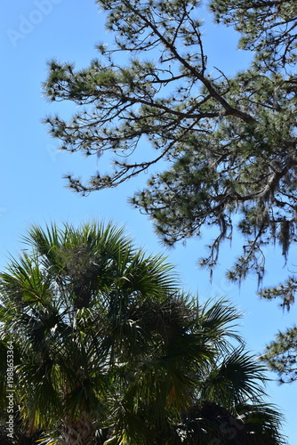 palm trees against blue sky