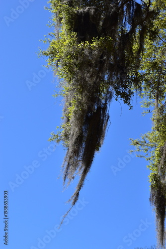 Spanish moss hanging from the tree branches.