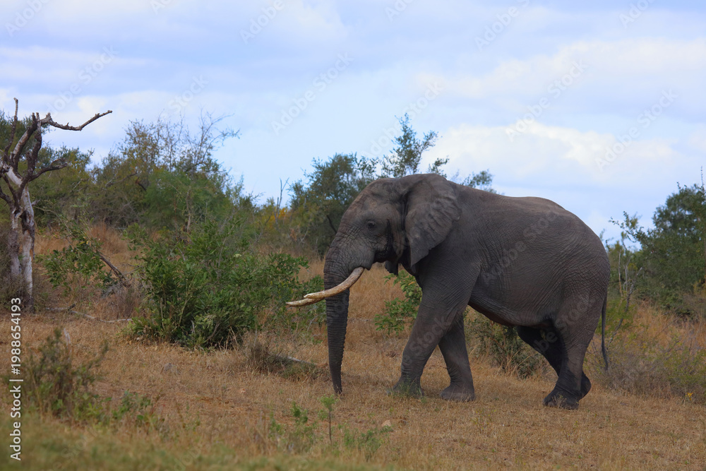 Obraz premium Afrikanischer Elefant / African elephant / Loxodonta africana