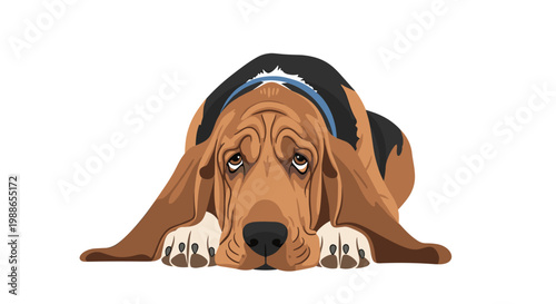 Sad and lonely Basset Hound dog with long ears and a sorrowful expression lies down on the floor waiting for its owner.
