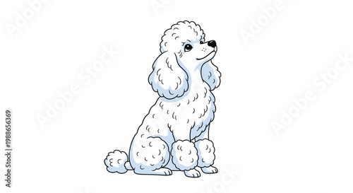 Elegant white poodle dog sits with a proud posture and looks upwards with gentle eyes in a clean studio shot.