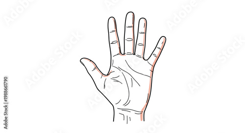 Detailed line art illustration of an open human hand palm displaying finger structure and biological palm lines for palmistry.