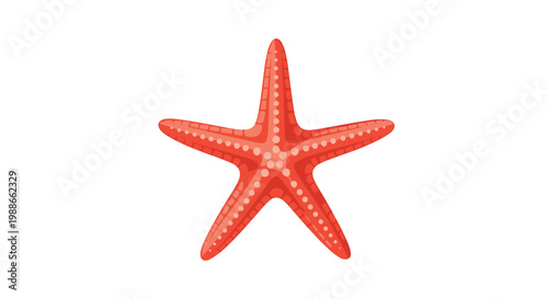 Detailed illustration of a bright red starfish with small dots on its skin isolated on a white background for marine designs.