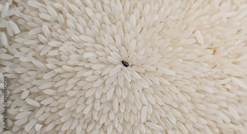 Close-up of a single black insect on a bed of white rice.