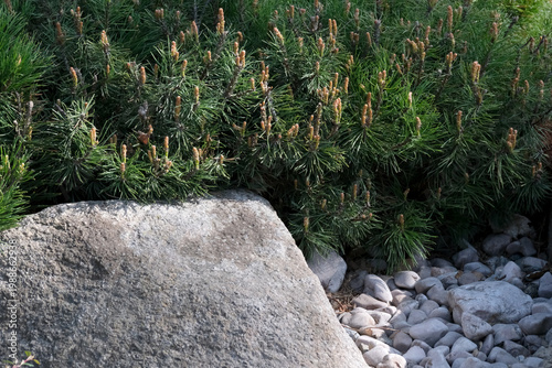 Serene garden scene with lush greenery and smooth stones