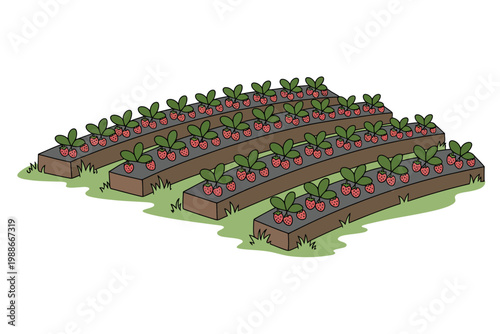 Raised garden beds with strawberry plants growing in rows outdoors