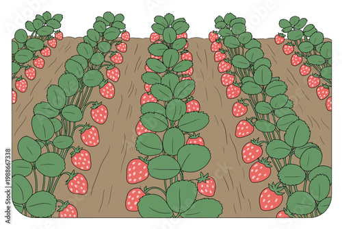 Strawberry plants with ripe red fruits growing in rows on soil ground outdoors