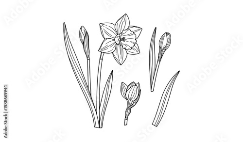 Minimal daffodil flower line art vector illustration blooming narcissus botanical sketch for coloring book and print design