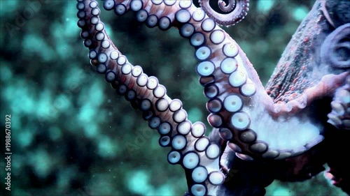 Close-up of an Octopus Tentacle in a Marine Environment.