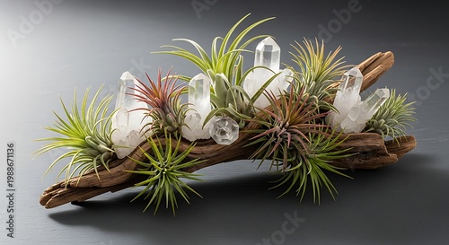 Arrangement of air plants and quartz crystals on weathered wood