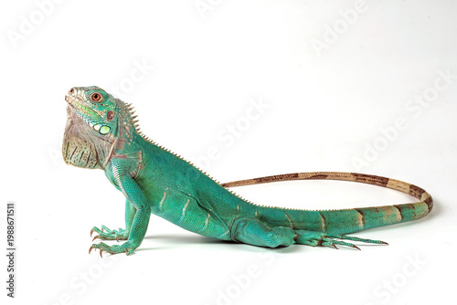 Photos photo of a blue morph iguana on a white background