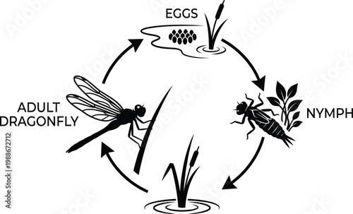 Life cycle of a dragonfly, stages of development from eggs to nymph