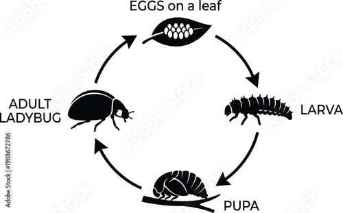 Life cycle of a ladybug, stages of development, eggs, larva, pupa