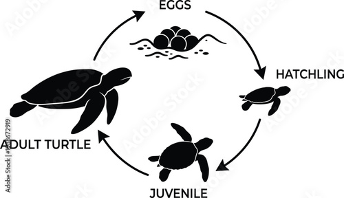 Tableau sur toile Life cycle of a sea turtle, stages from eggs to hatchling juvenile
