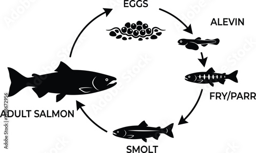 Obraz na płótnie Life cycle of salmon, fish stages from eggs to alevin