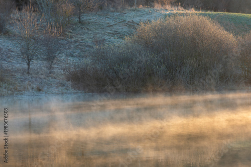 morning in the forest