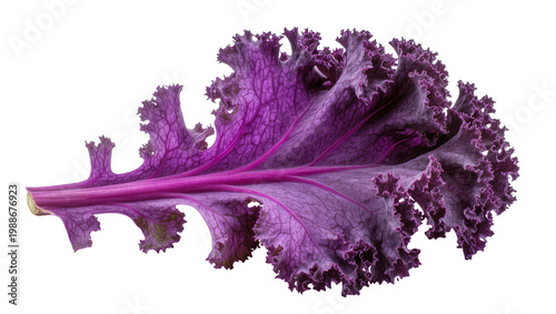 Foto Deep purple ruffled kale leaf with prominent veins, isolated on transparent back
