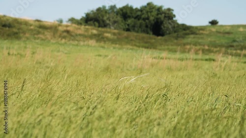 The foothills of the Southern Urals in early summer: the wind stirs the grass in the steppe.