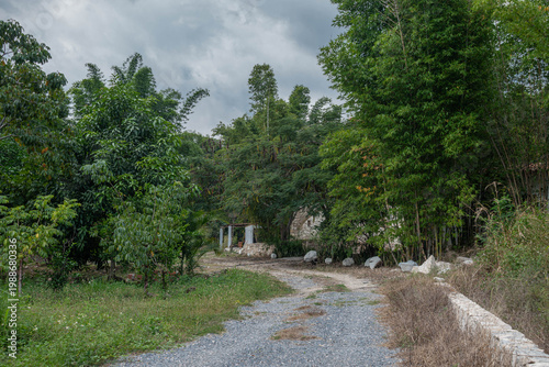 Scenic Gravel Road Winding Through Lush Tropical Vegetation in Jalcomulco, Veracruz, Mexico