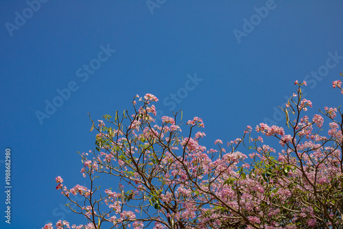 Pink flowers on a blue sky