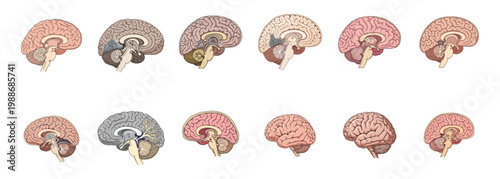 Collection of Human Brain Slices in Sagittal View.