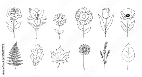 Flowers hand drawn set with black outlines and leaves, botanical illustrations featuring line art, ferns, dandelion with sunflower and rose elements