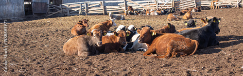 Red pied and black pied cows in outdoor pens with yellow ear tags. Beef and dairy cattle on farm, banner
